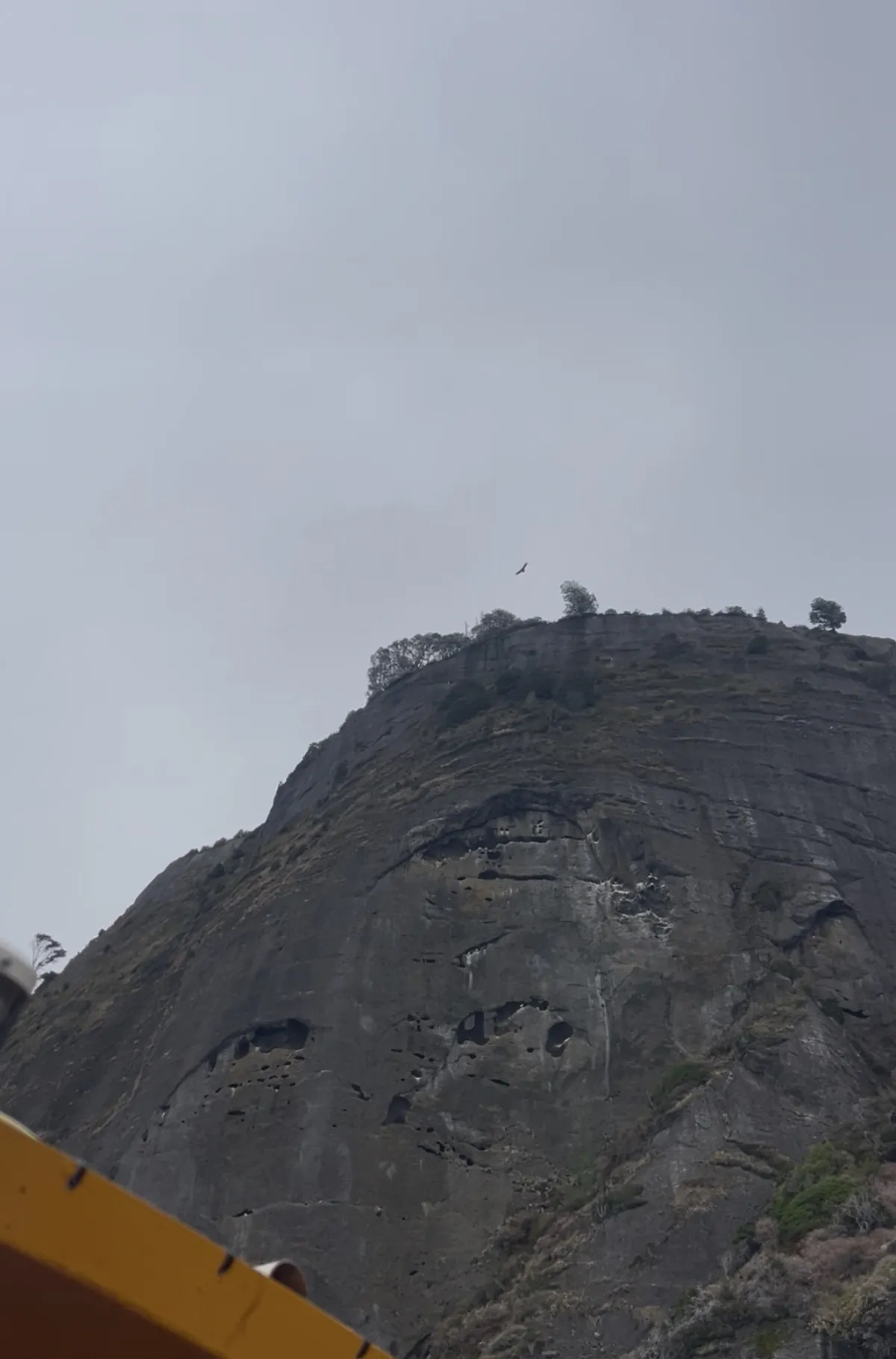 Cóndores en la Patagonia